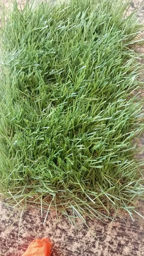 Artificial Green Grass